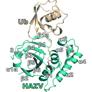 Iucr Flipping The Substrate Preference Of Hazara Virus Ovarian Tumour Domain Protease Through Structure Based Mutagenesis