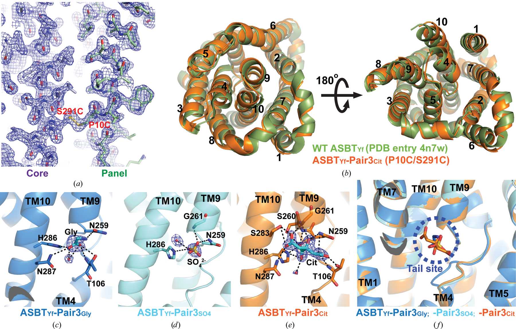 (IUCr) Substrate binding in the bile acid transporter ASBT Yf from ...