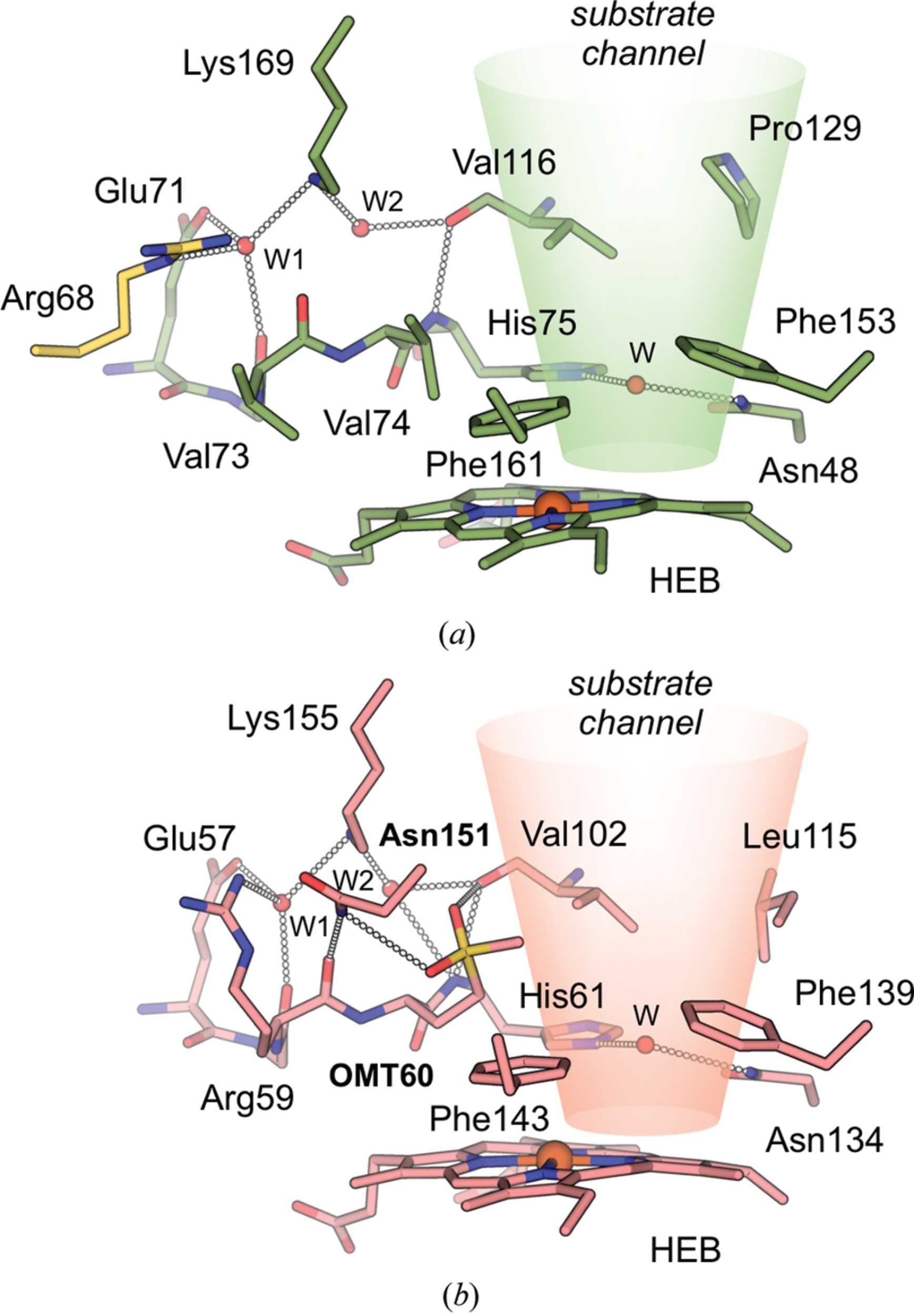 rcsb pdb - 6pt7: structure of kate1 catalase from... (IUCr) Structure and functional properties of the cold-adapted catalase ...