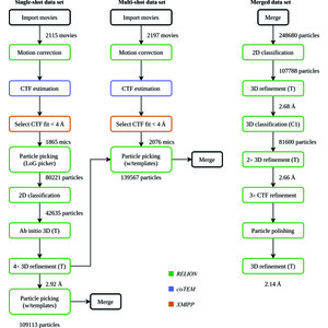 (IUCr) Using RELION software within the Scipion framework