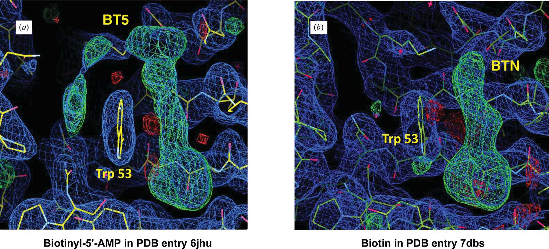 (IUCr) Leishmania Major Biotin Protein Ligase Forms A Unique Cross ...