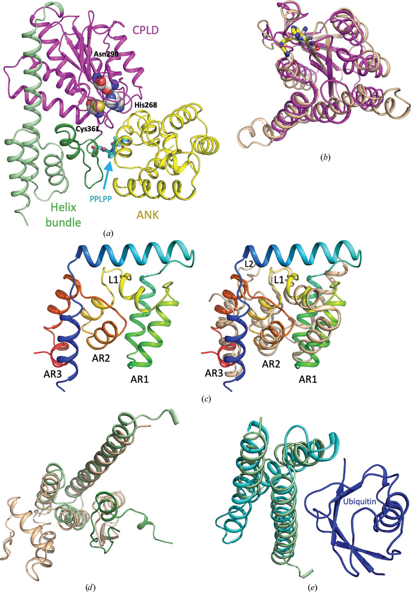 (IUCr) Legionella effector LegA15/AnkH contains an unrecognized ...