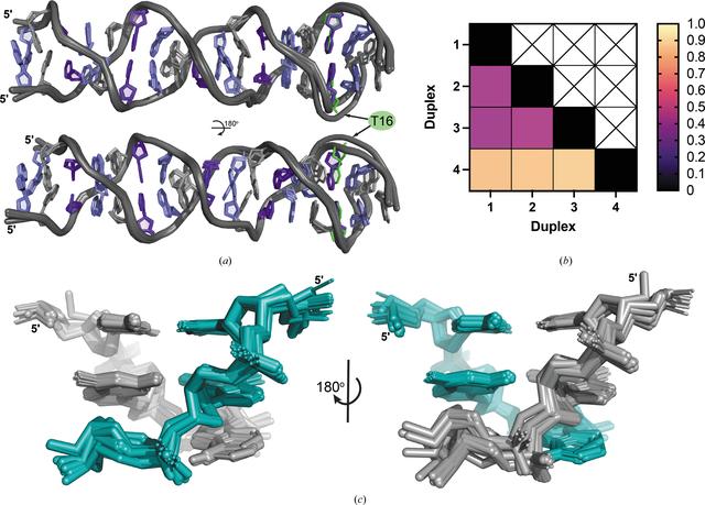 (IUCr) The parallel-stranded d(CGA) duplex is a highly predictable ...