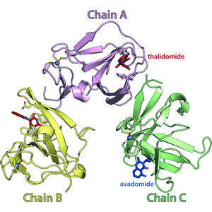 (IUCr) High-resolution structures of the bound effectors avadomide (CC ...