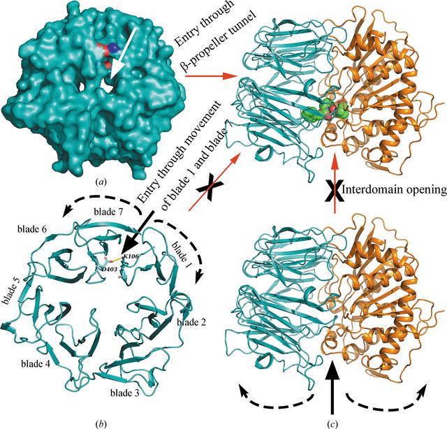 (IUCr) The structure and molecular dynamics of prolyl oligopeptidase ...