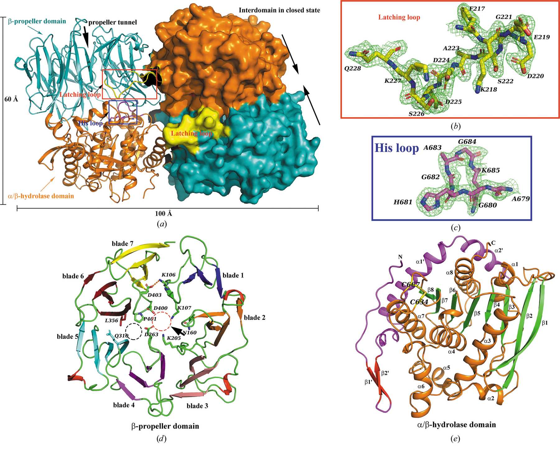 (IUCr) The structure and molecular dynamics of prolyl oligopeptidase ...