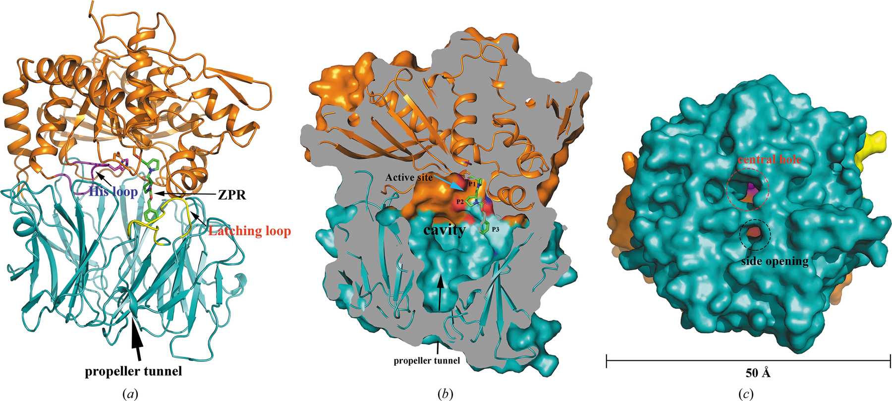 (IUCr) The structure and molecular dynamics of prolyl oligopeptidase ...