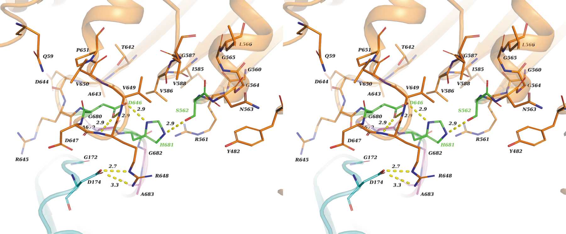 (IUCr) The structure and molecular dynamics of prolyl oligopeptidase ...