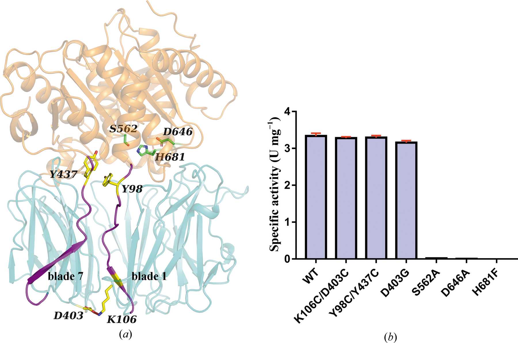 (IUCr) The structure and molecular dynamics of prolyl oligopeptidase ...