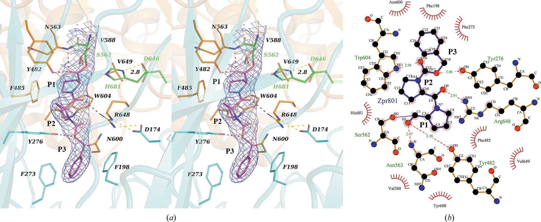 (IUCr) The structure and molecular dynamics of prolyl oligopeptidase ...