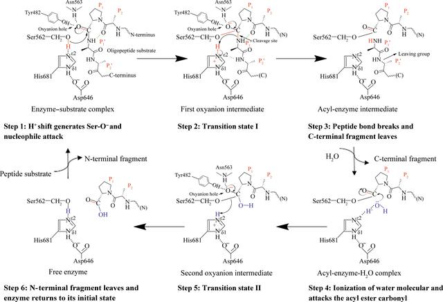 (IUCr) The structure and molecular dynamics of prolyl oligopeptidase ...