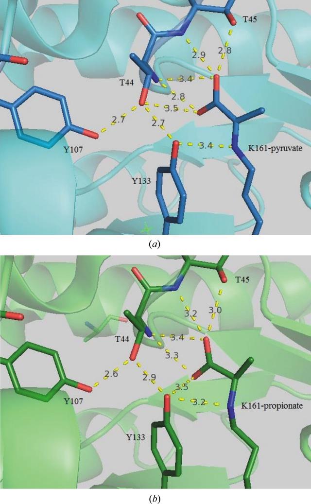 (IUCr) Kinetic And Structural Studies Of The Reaction Of Escherichia ...