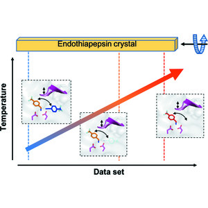 (IUCr) Probing ligand binding of endo­thiapepsin by `temperature ...