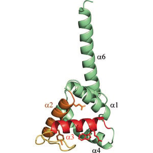 (IUCr) Structural basis of DNA binding by YdaT, a functional equivalent ...