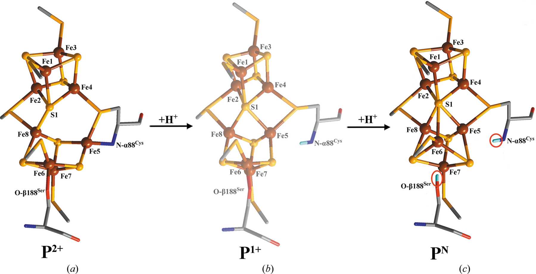 (IUCr) Statistical analyses of the oxidized P-clusters in MoFe proteins ...