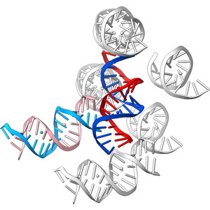 (IUCr) Conformation-based refinement of 18-mer DNA structures