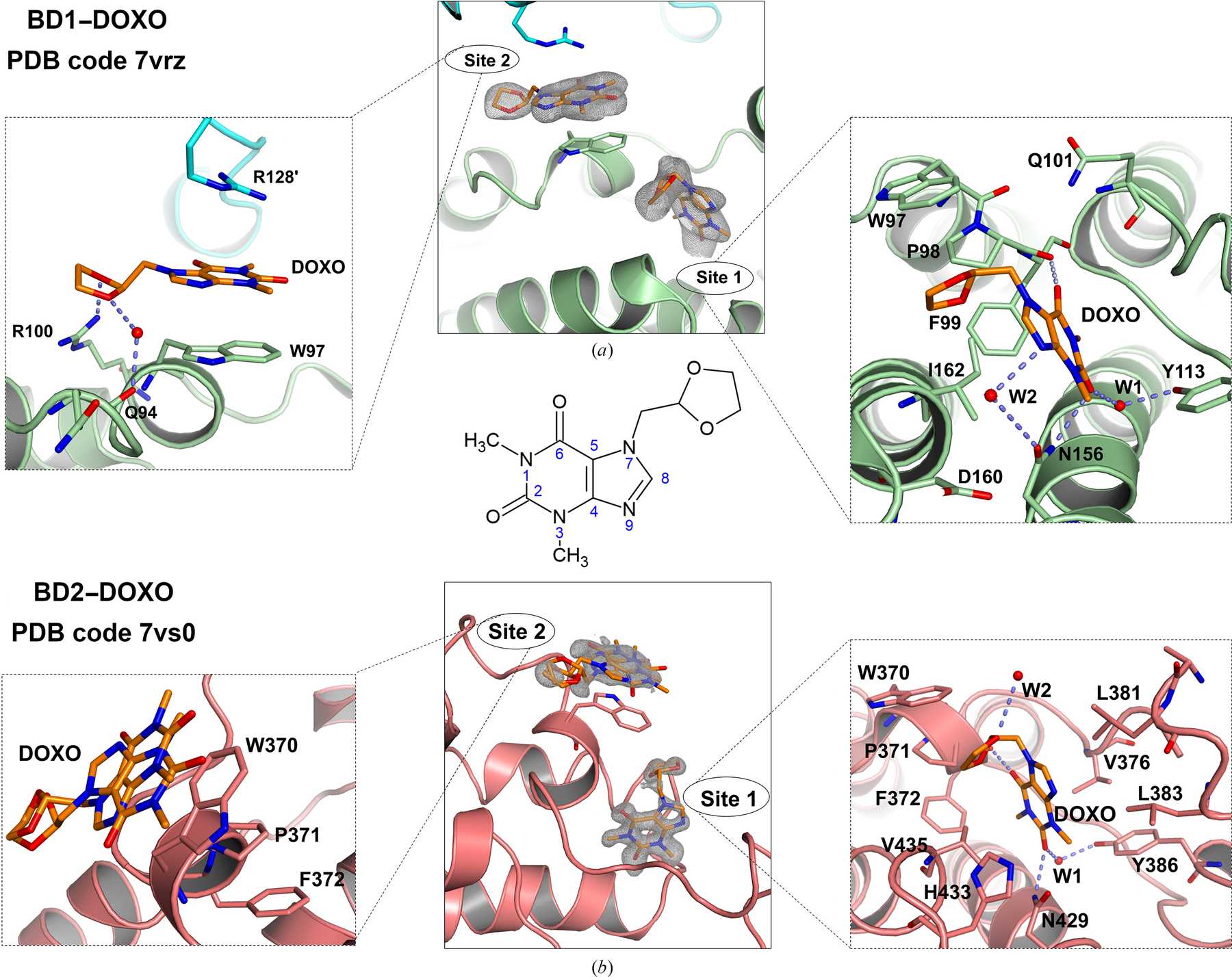 (IUCr) Structural and biochemical insights into purine-based drug ...
