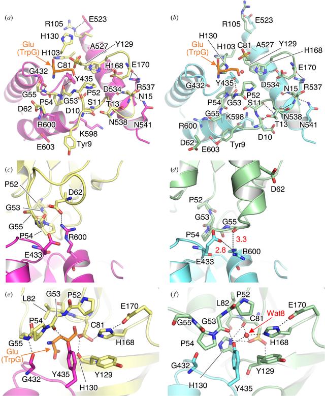 (IUCr) Structural basis for the allosteric pathway of 4-amino-4 ...