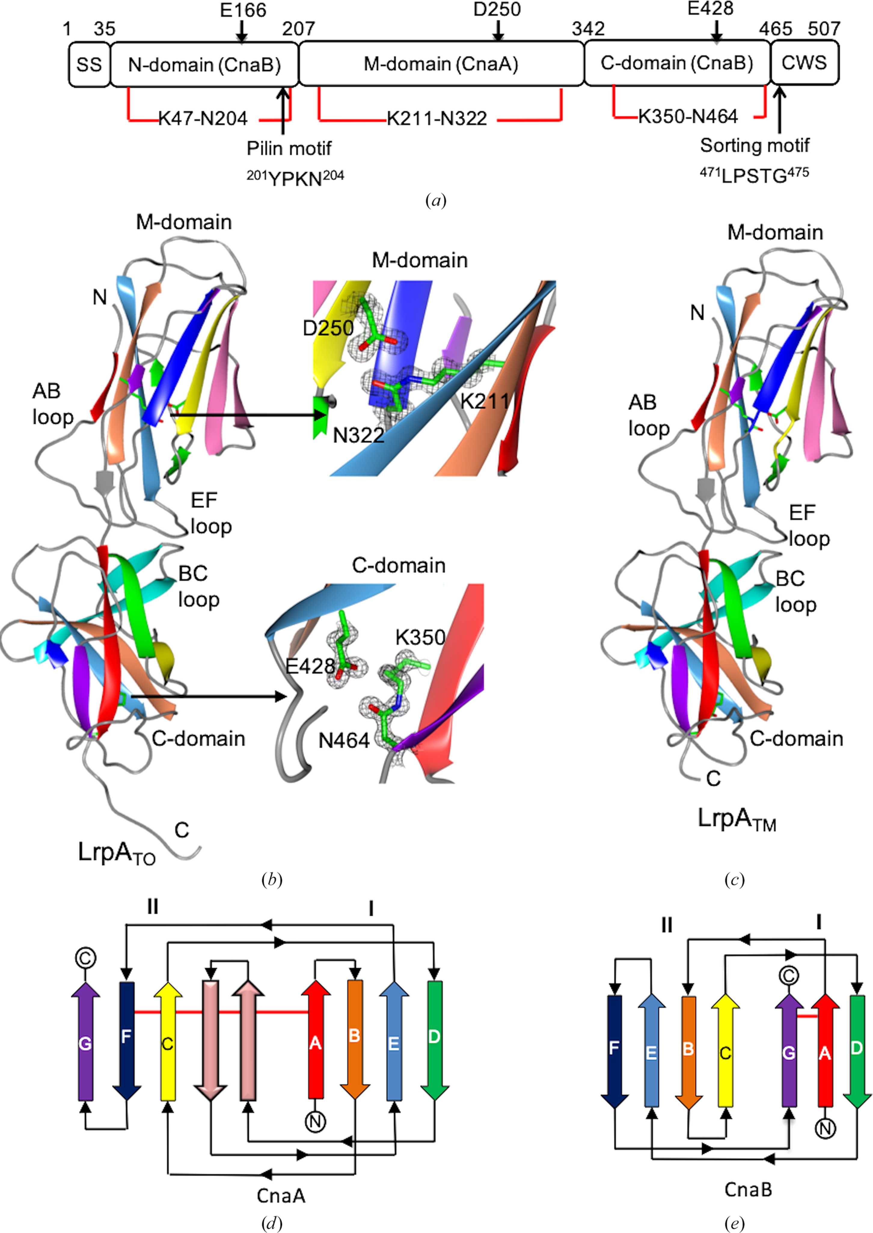 (IUCr) The crystal structure of the N-terminal domain of the backbone ...