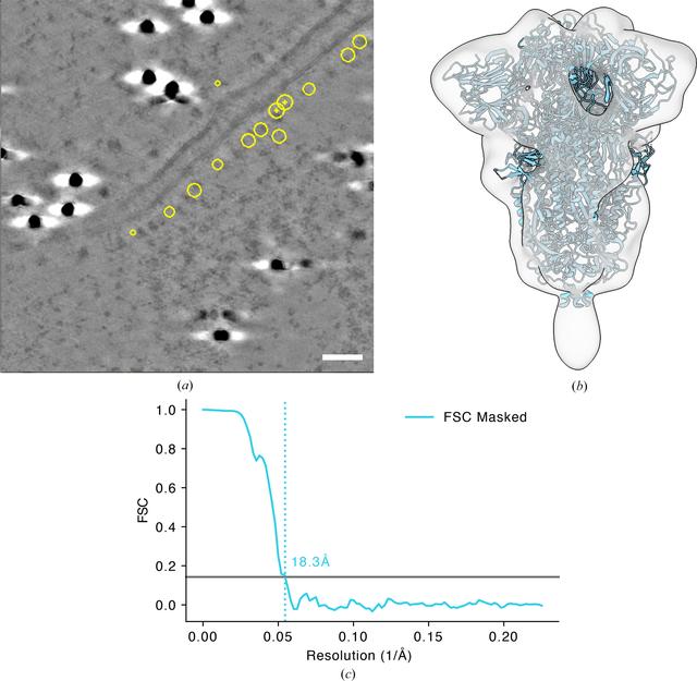 [Figure 5]