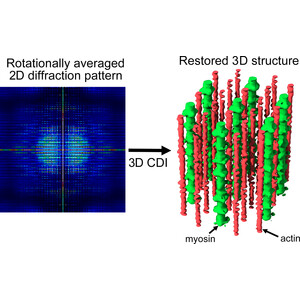 (IUCr) Restoration of the 3D structure of insect flight muscle from a ...