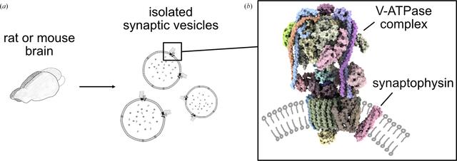 [Figure 3]