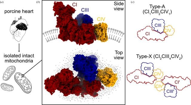 [Figure 4]