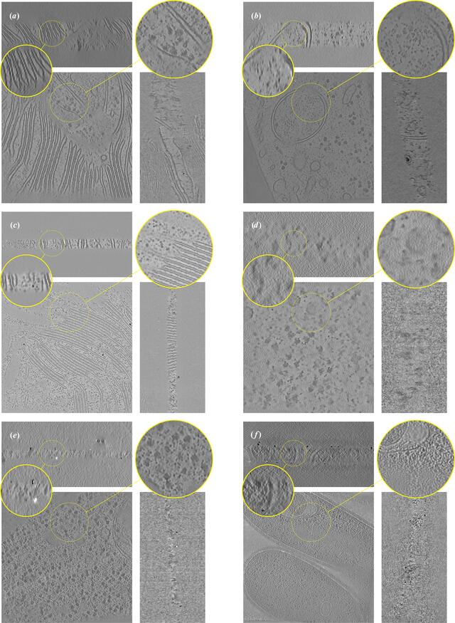 [Figure 10]