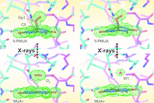Highlighted illustration