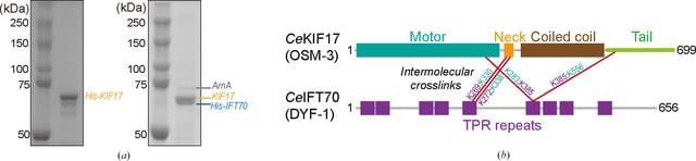 [Figure 1]