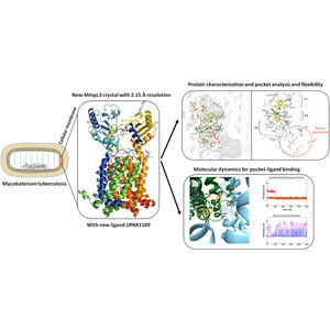 (IUCr) Gaining insights into MmpL3: combining structural and ...