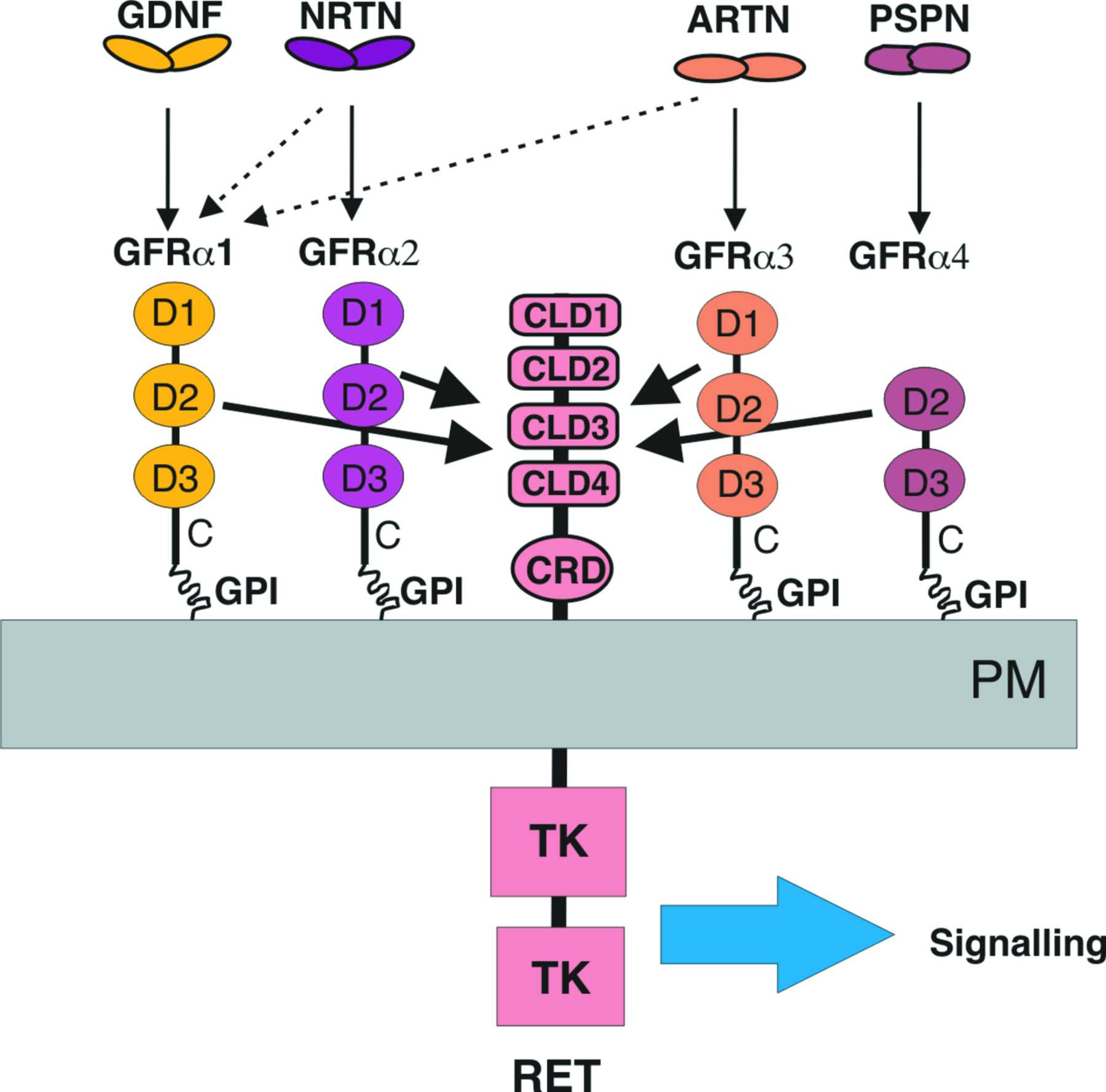 Iucr Comparison Of Gflgfr α Complexes Further Evidence Relating Gfl