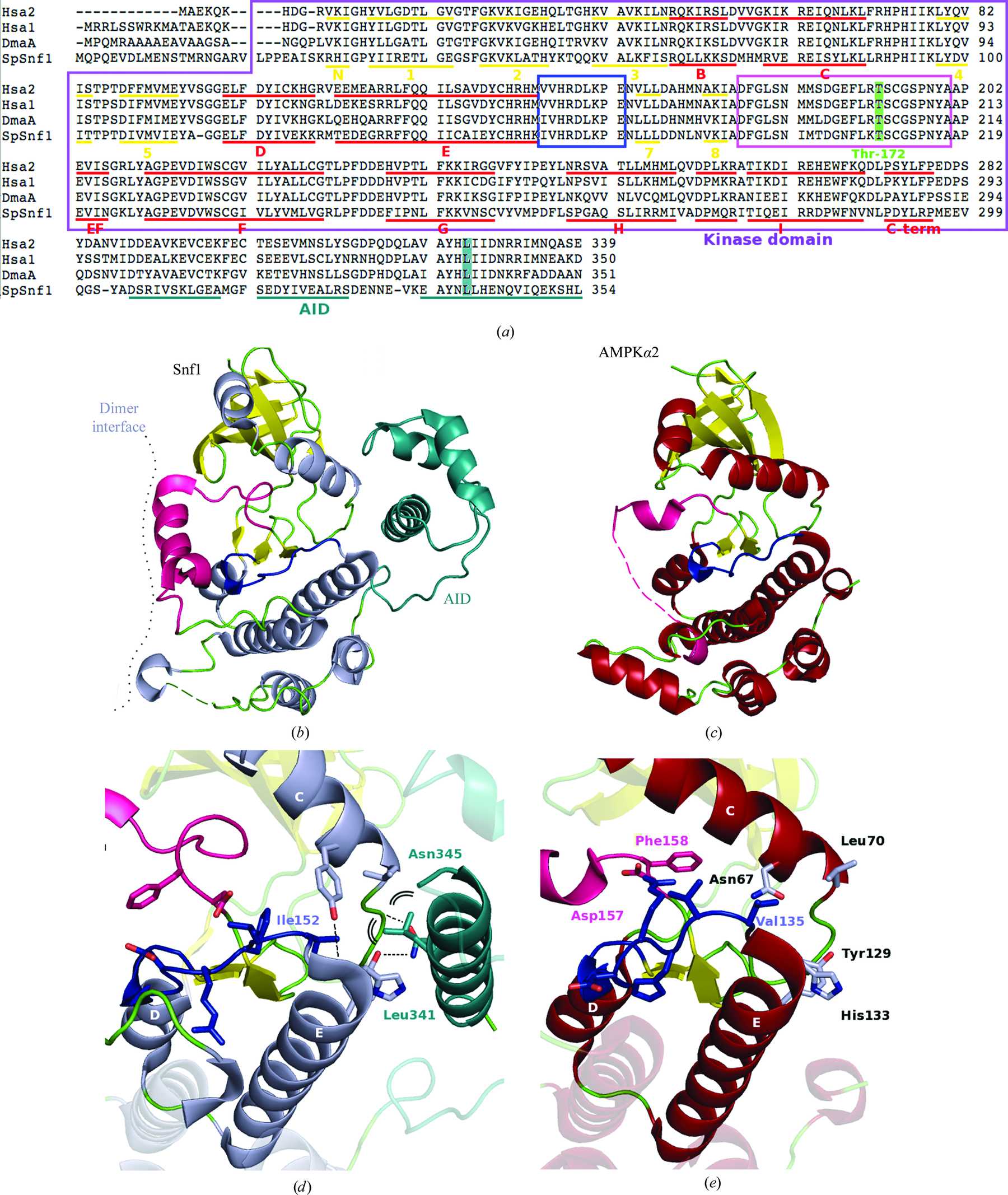 (IUCr) A conserved mechanism of autoinhibition for the AMPK kinase ...