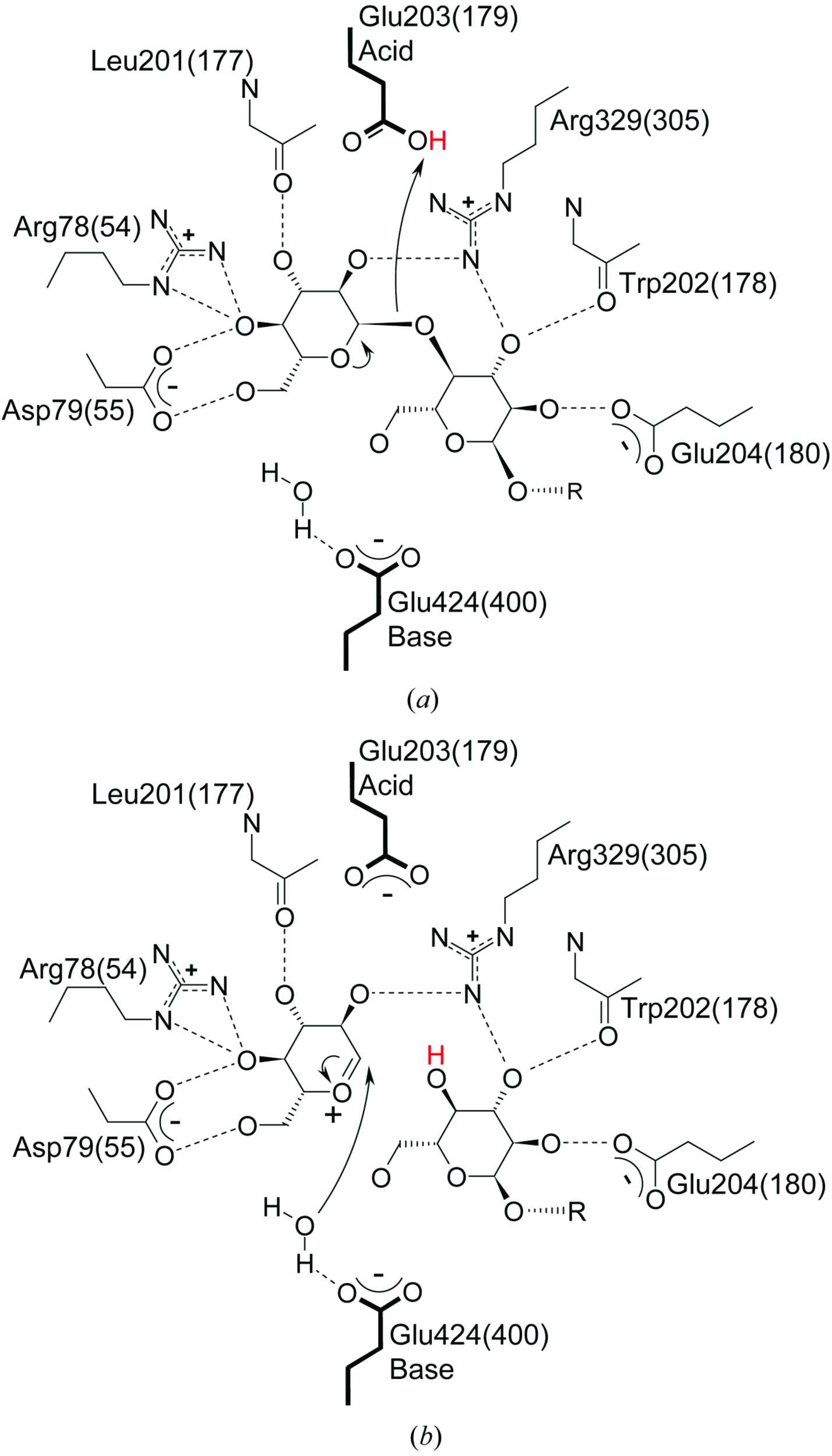 Iucr Structure Of The Catalytic Domain Of Glucoamylase From Aspergillus Niger 9963