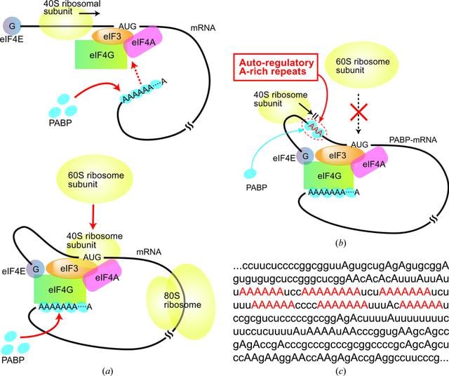 Pabp Function Model (IUCr) Crystallization of oligonucleotides containing A-rich repeats ...