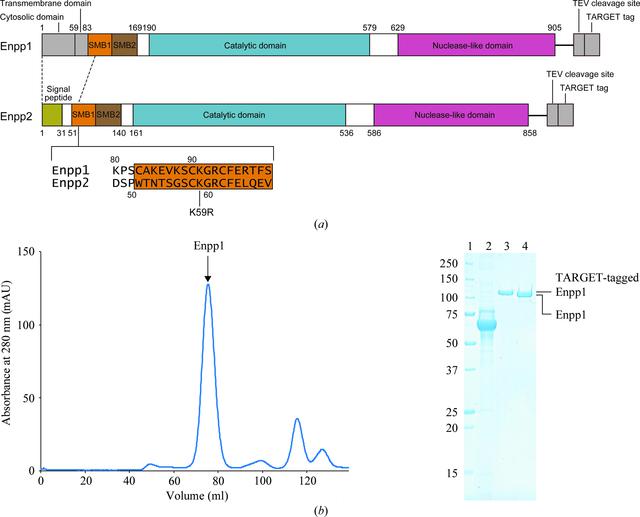 [Figure 1]