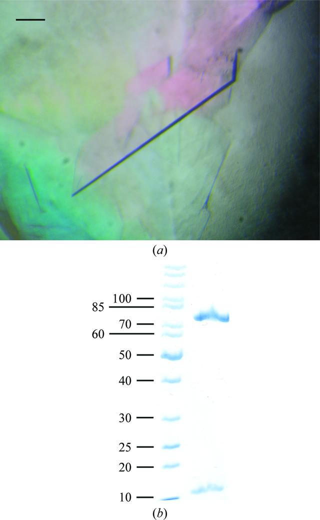 [Figure 2]