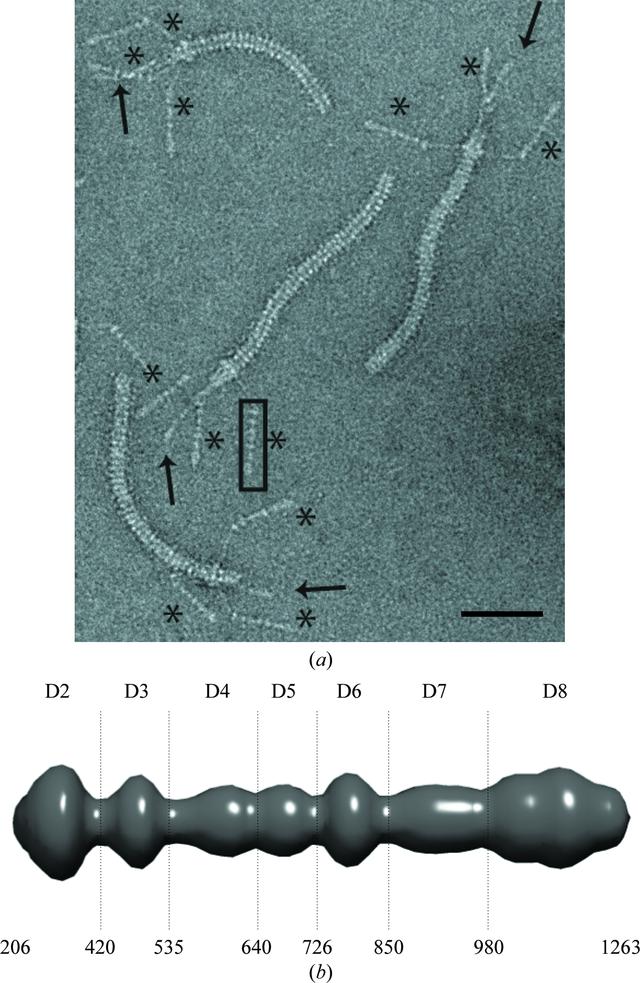 [Figure 1]