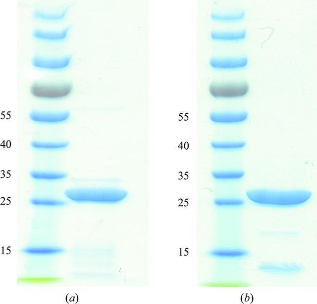 (IUCr) Crystallization and preliminary X-ray crystallographic analysis ...