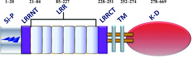 Rlr Rlk (IUCr) Cloning, expression, purification, crystallization and ...