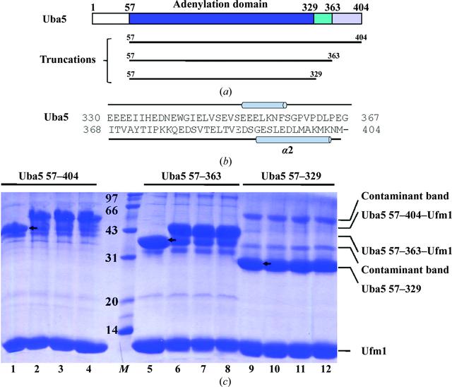 [Figure 1]