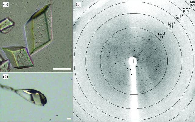[Figure 1]