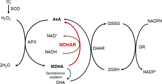 [Figure 1]