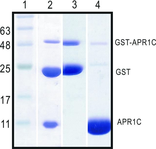 [Figure 1]