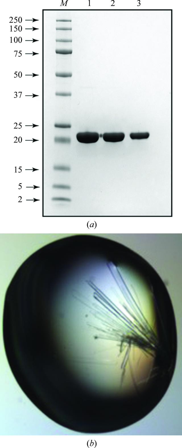 [Figure 1]