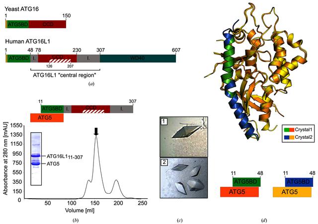 (IUCr) Identification, biochemical characterization and crystallization ...