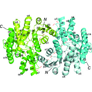 (IUCr) Structure of glyoxysomal malate dehydrogenase (MDH3) from ...
