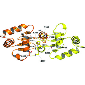 (IUCr) Comparative structure analysis of the ETSi domain of ERG3 and ...