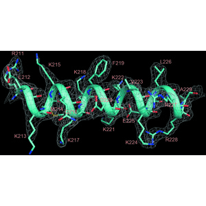 (IUCr) The redefined DNA-binding domain of human xeroderma pigmentosum ...