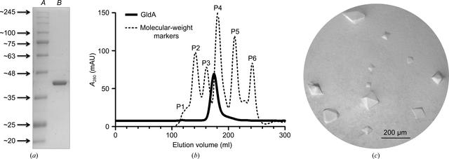 [Figure 1]